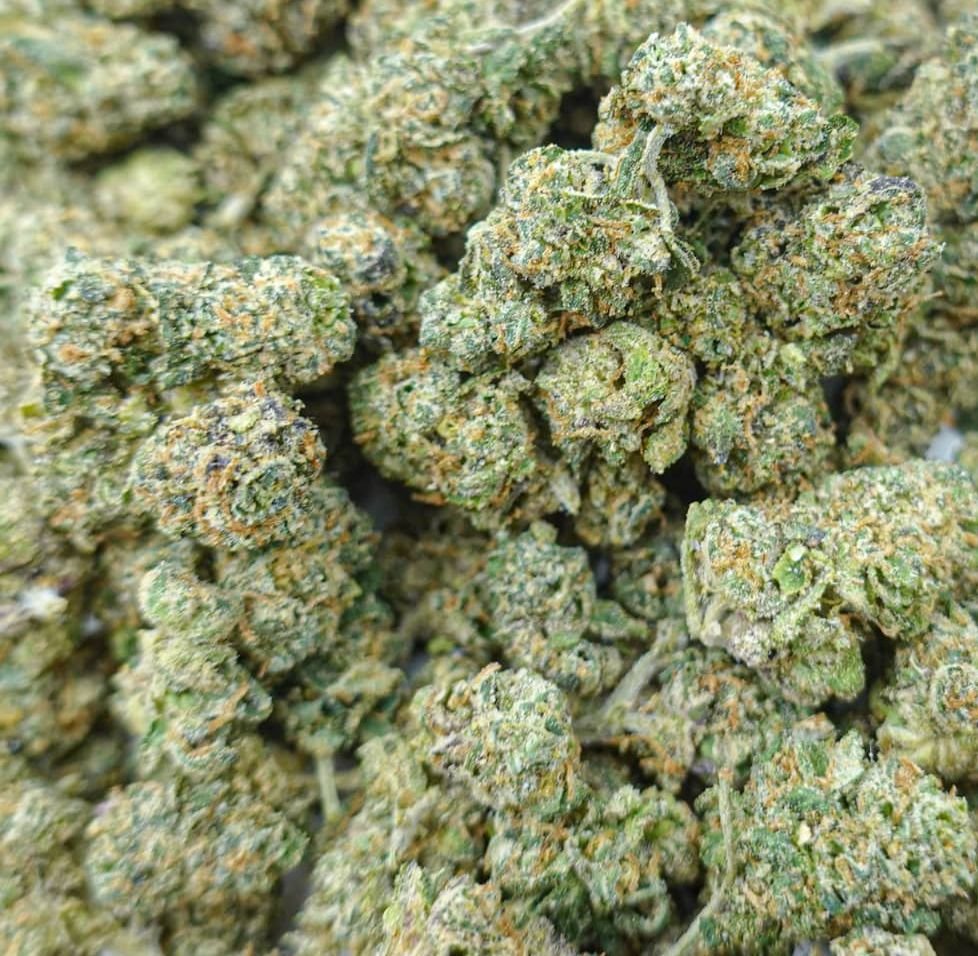 Guz Treatz Shmediums | 14g